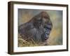 Gorilla-David Stribbling-Framed Art Print