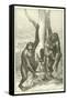 Gorillas, Male, Female and Young-null-Framed Stretched Canvas