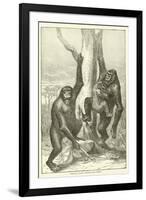 Gorillas, Male, Female and Young-null-Framed Giclee Print