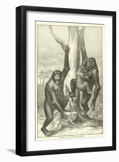 Gorillas, Male, Female and Young-null-Framed Premium Giclee Print