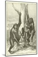 Gorillas, Male, Female and Young-null-Mounted Giclee Print