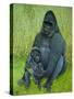 Gorillas-Pat Scott-Stretched Canvas