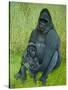 Gorillas-Pat Scott-Stretched Canvas