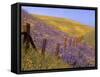 Gorman, California, USA-null-Framed Stretched Canvas