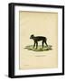 Gorontalo Macaque-null-Framed Giclee Print