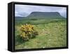 Gorse Bush and Fields Below Benbulben Mountain in County Sligo, Connacht, Republic of Ireland-Rainford Roy-Framed Stretched Canvas