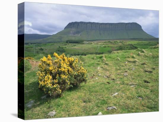 Gorse Bush and Fields Below Benbulben Mountain in County Sligo, Connacht, Republic of Ireland-Rainford Roy-Stretched Canvas