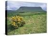Gorse Bush and Fields Below Benbulben Mountain in County Sligo, Connacht, Republic of Ireland-Rainford Roy-Stretched Canvas