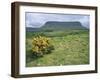 Gorse Bush and Fields Below Benbulben Mountain in County Sligo, Connacht, Republic of Ireland-Rainford Roy-Framed Photographic Print