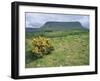 Gorse Bush and Fields Below Benbulben Mountain in County Sligo, Connacht, Republic of Ireland-Rainford Roy-Framed Photographic Print