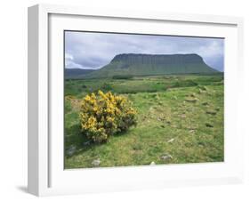 Gorse Bush and Fields Below Benbulben Mountain in County Sligo, Connacht, Republic of Ireland-Rainford Roy-Framed Photographic Print