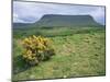 Gorse Bush and Fields Below Benbulben Mountain in County Sligo, Connacht, Republic of Ireland-Rainford Roy-Mounted Photographic Print