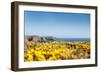 Gorse covered cliffs along Cornish coastline, westernmost part of British Isles, Cornwall, England-Alex Treadway-Framed Photographic Print