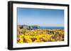 Gorse covered cliffs along Cornish coastline, westernmost part of British Isles, Cornwall, England-Alex Treadway-Framed Photographic Print