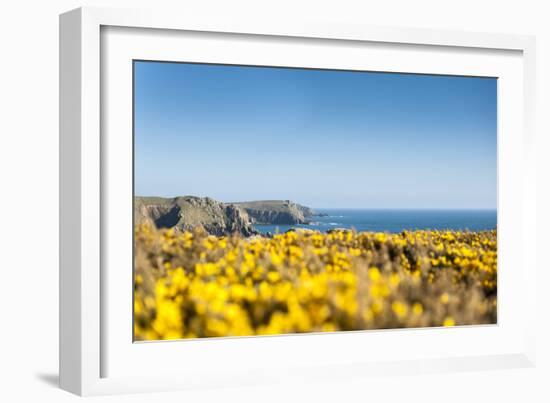 Gorse covered cliffs along Cornish coastline, westernmost part of British Isles, Cornwall, England-Alex Treadway-Framed Photographic Print