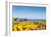 Gorse covered cliffs along Cornish coastline, westernmost part of British Isles, Cornwall, England-Alex Treadway-Framed Photographic Print