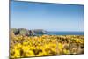 Gorse covered cliffs along Cornish coastline, westernmost part of British Isles, Cornwall, England-Alex Treadway-Mounted Photographic Print