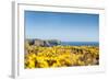 Gorse covered cliffs along Cornish coastline, westernmost part of British Isles, Cornwall, England-Alex Treadway-Framed Photographic Print