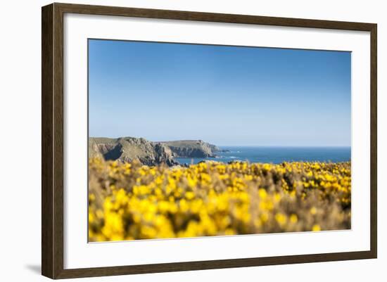 Gorse covered cliffs along Cornish coastline, westernmost part of British Isles, Cornwall, England-Alex Treadway-Framed Photographic Print