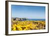 Gorse covered cliffs along Cornish coastline, westernmost part of British Isles, Cornwall, England-Alex Treadway-Framed Photographic Print