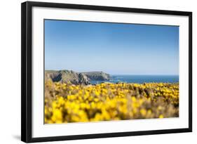 Gorse covered cliffs along Cornish coastline, westernmost part of British Isles, Cornwall, England-Alex Treadway-Framed Photographic Print