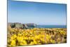 Gorse covered cliffs along Cornish coastline, westernmost part of British Isles, Cornwall, England-Alex Treadway-Mounted Photographic Print