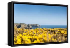 Gorse covered cliffs along Cornish coastline, westernmost part of British Isles, Cornwall, England-Alex Treadway-Framed Stretched Canvas