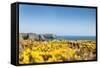 Gorse covered cliffs along Cornish coastline, westernmost part of British Isles, Cornwall, England-Alex Treadway-Framed Stretched Canvas