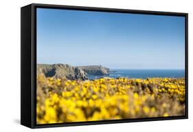 Gorse covered cliffs along Cornish coastline, westernmost part of British Isles, Cornwall, England-Alex Treadway-Framed Stretched Canvas