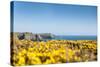 Gorse covered cliffs along Cornish coastline, westernmost part of British Isles, Cornwall, England-Alex Treadway-Stretched Canvas