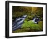 Gorton Creek Fern-Darren White Photography-Framed Giclee Print