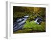 Gorton Creek Fern-Darren White Photography-Framed Giclee Print