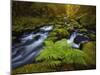 Gorton Creek Fern-Darren White Photography-Mounted Giclee Print