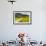 Gosau, Salzkammergut, Austria, Europe-Miles Ertman-Framed Photographic Print displayed on a wall