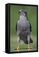 Goshawk (Accipiter Gentilis) Pusztaszer, Hungary, May 2008-Varesvuo-Framed Stretched Canvas