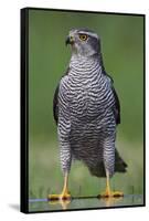 Goshawk (Accipiter Gentilis) Pusztaszer, Hungary, May 2008-Varesvuo-Framed Stretched Canvas