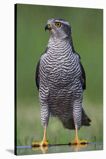 Goshawk (Accipiter Gentilis) Pusztaszer, Hungary, May 2008-Varesvuo-Stretched Canvas