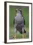 Goshawk (Accipiter Gentilis) Pusztaszer, Hungary, May 2008-Varesvuo-Framed Photographic Print