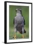 Goshawk (Accipiter Gentilis) Pusztaszer, Hungary, May 2008-Varesvuo-Framed Photographic Print