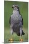 Goshawk (Accipiter Gentilis) Pusztaszer, Hungary, May 2008-Varesvuo-Mounted Photographic Print