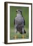 Goshawk (Accipiter Gentilis) Pusztaszer, Hungary, May 2008-Varesvuo-Framed Photographic Print