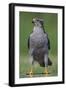 Goshawk (Accipiter Gentilis) Pusztaszer, Hungary, May 2008-Varesvuo-Framed Photographic Print