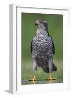 Goshawk (Accipiter Gentilis) Pusztaszer, Hungary, May 2008-Varesvuo-Framed Photographic Print