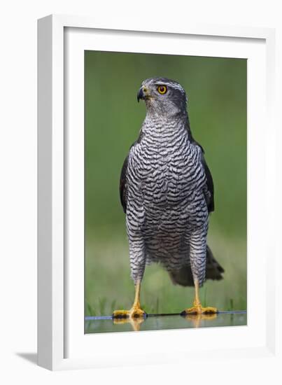 Goshawk (Accipiter Gentilis) Pusztaszer, Hungary, May 2008-Varesvuo-Framed Photographic Print