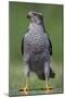 Goshawk (Accipiter Gentilis) Pusztaszer, Hungary, May 2008-Varesvuo-Mounted Photographic Print