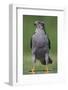 Goshawk (Accipiter Gentilis) Pusztaszer, Hungary, May 2008-Varesvuo-Framed Photographic Print