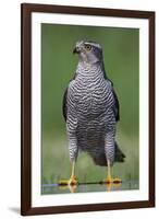 Goshawk (Accipiter Gentilis) Pusztaszer, Hungary, May 2008-Varesvuo-Framed Photographic Print