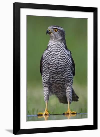 Goshawk (Accipiter Gentilis) Pusztaszer, Hungary, May 2008-Varesvuo-Framed Photographic Print