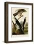 Goshawk and Stanley Hawk-John James Audubon-Framed Art Print