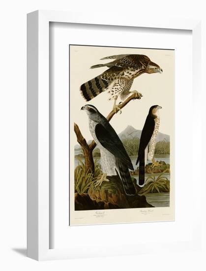 Goshawk and Stanley Hawk-John James Audubon-Framed Art Print